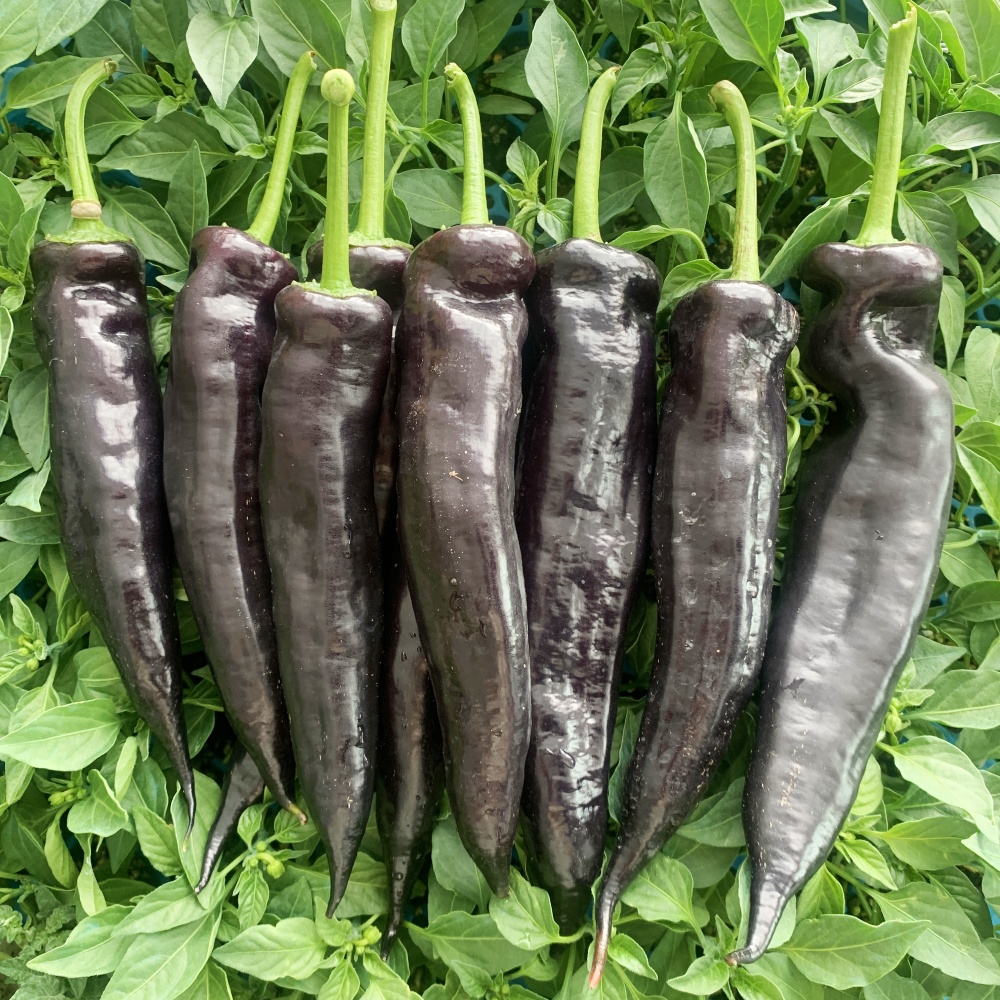 紫彩水果椒种子特色辣椒甜椒种籽