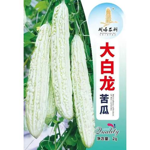 川塔大白龙苦瓜种子白苦瓜籽