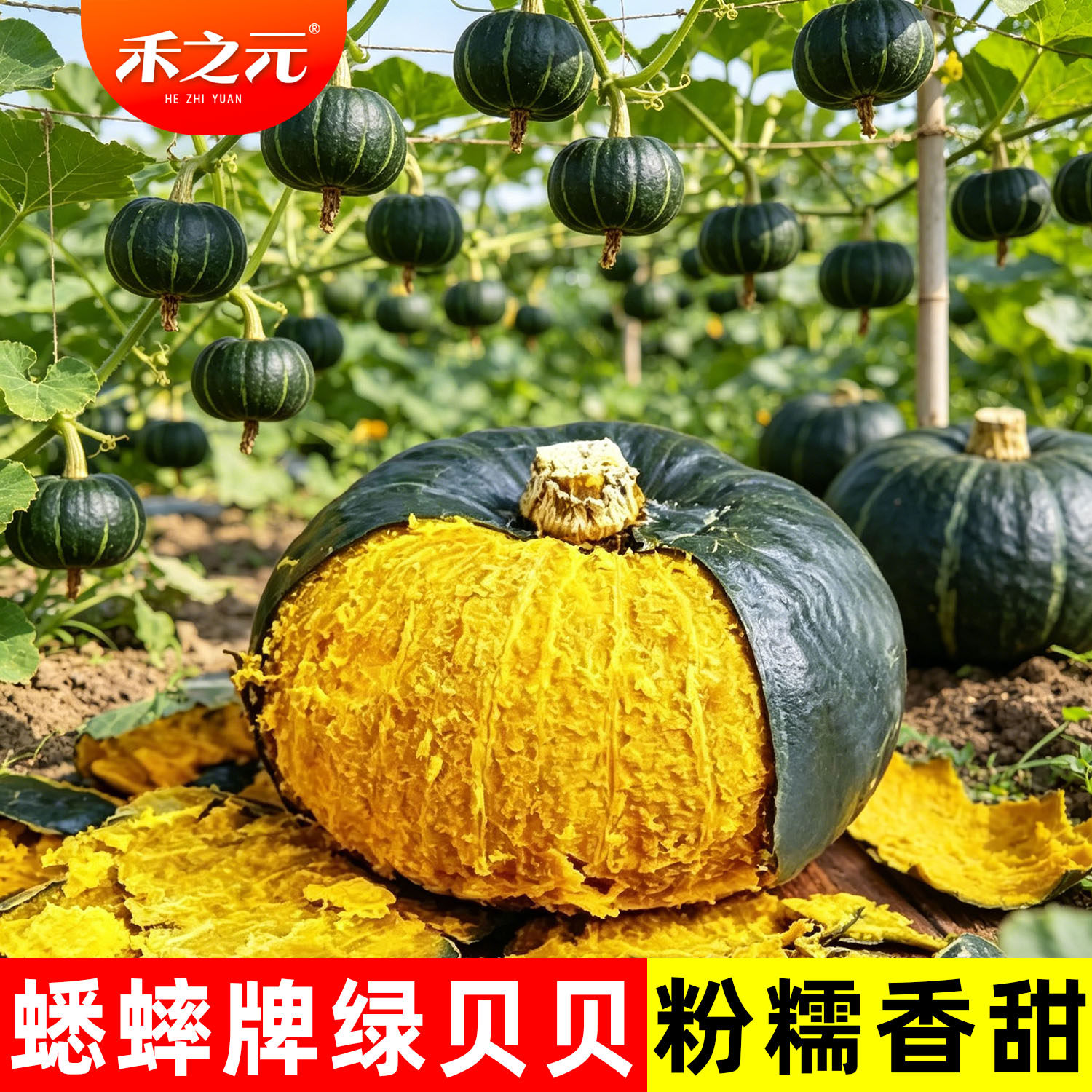 贝贝南瓜种子禾之元迷你绿板栗四季蔬菜苗春夏菜种籽大全惠和