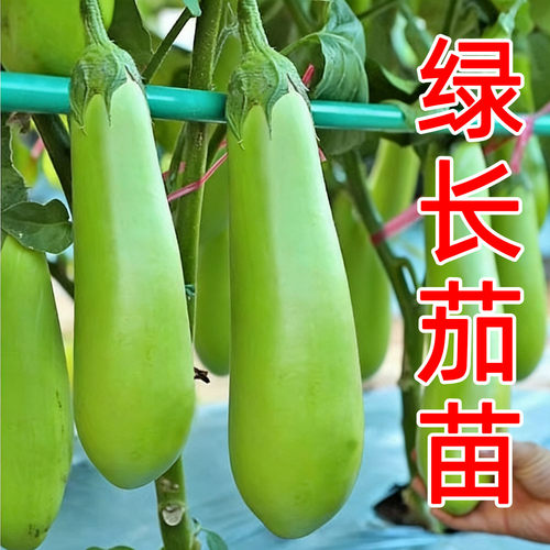 蔬菜长茄早熟高产四季春播种子