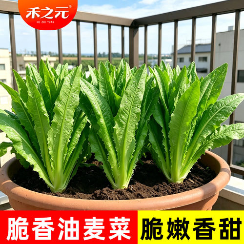 种籽油麦菜四季阳台盆栽