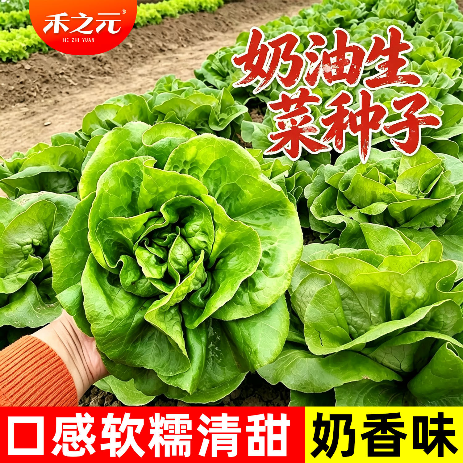 奶油生菜种籽四季种子蔬菜生菜种孑四季大全春季盆栽籽种秋冬季