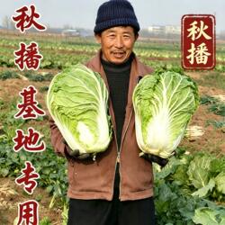 大白菜种子白菜籽蔬菜山东胶州白菜种孑冬季四季种籽大全秋季5869
