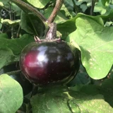 Тяндзин быстрые круглые баклажаны семян семян растительные овощи 孑 четыре сезона