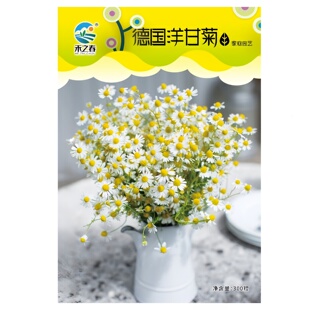 德国洋甘菊花种子花种籽四季易种花草卉盆栽植物花种籽子野花组合