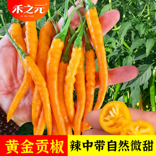 黄金贡椒种子湖南黄线椒籽黄皮辣椒香辣高产黄小米辣种孑盆栽四季