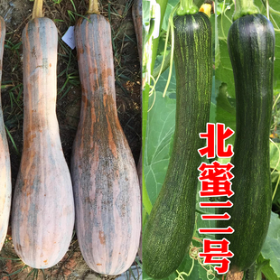 北蜜3号三号吊瓜南瓜种子蔬菜种孑蔬菜四季 农科院菜种籽 南瓜春季