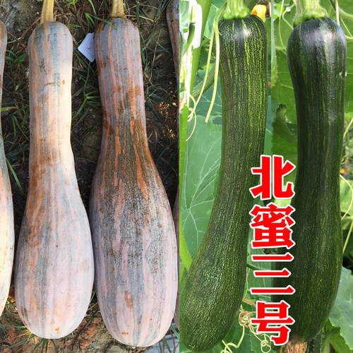 南瓜种子吊瓜中蔬面甜四季
