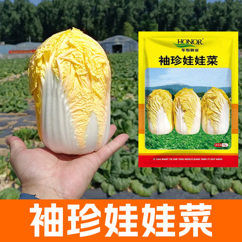 华耐袖珍娃娃黄心小白菜种籽