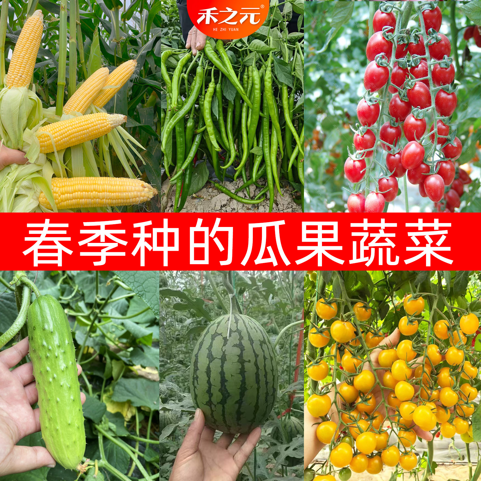 春季蔬菜玉米辣椒西瓜黄瓜番茄南瓜种子阳台盆栽春天种籽秧苗菜种