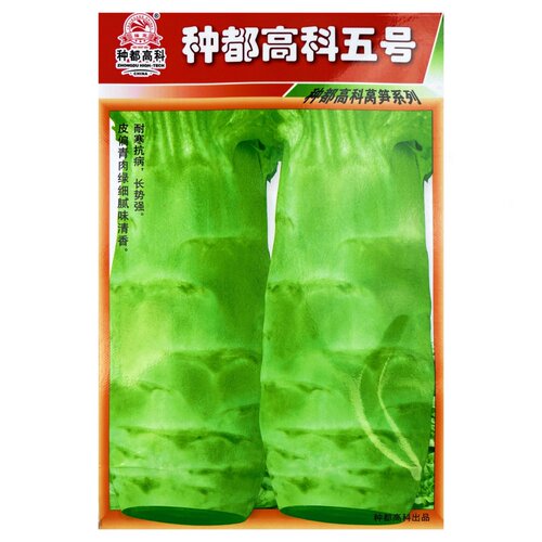 晚秋初冬专用莴苣种子莴笋种籽都五号耐寒特抗病春秋蔬菜春秋种苗