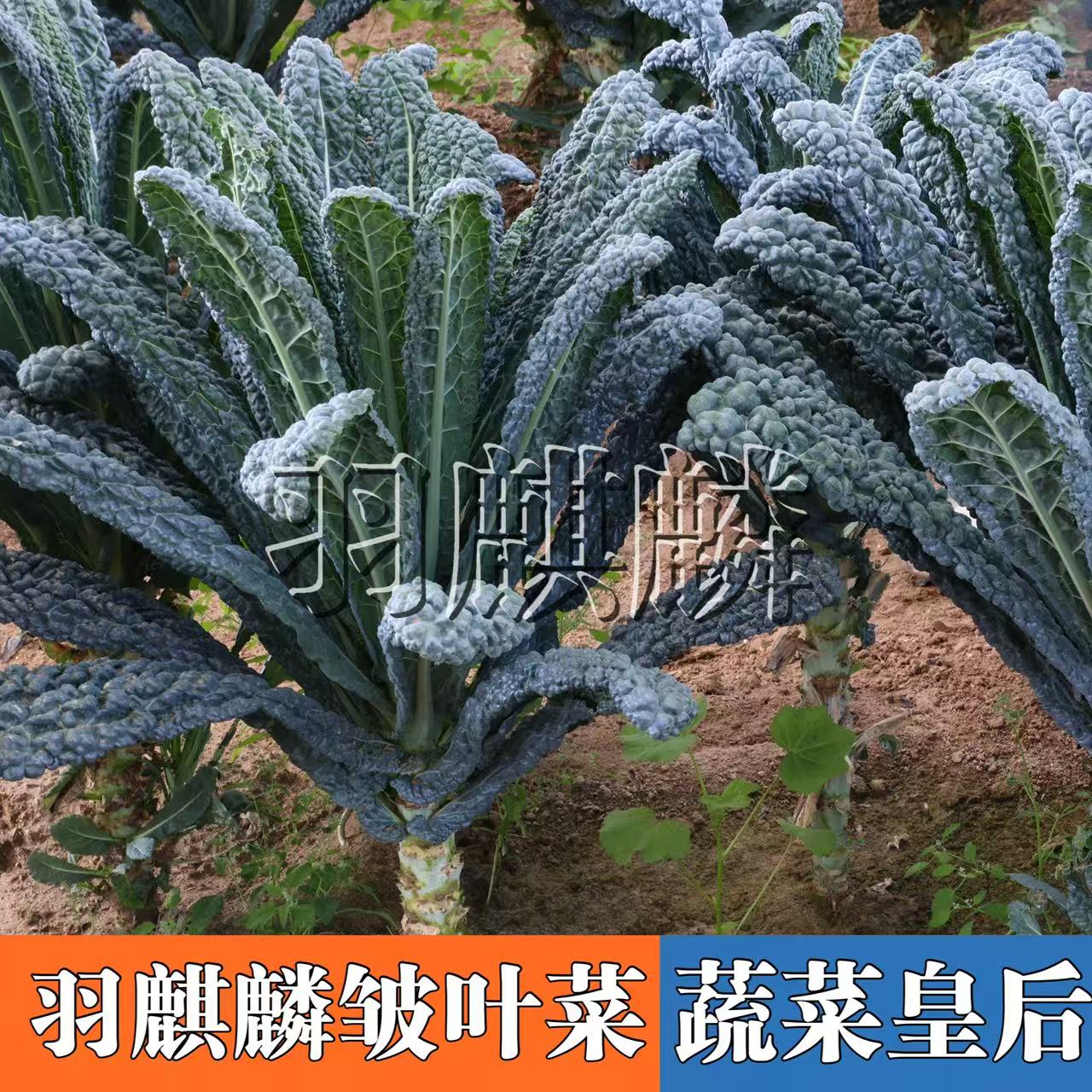 羽麒麟2号皱叶菜种子甘蓝禾之元