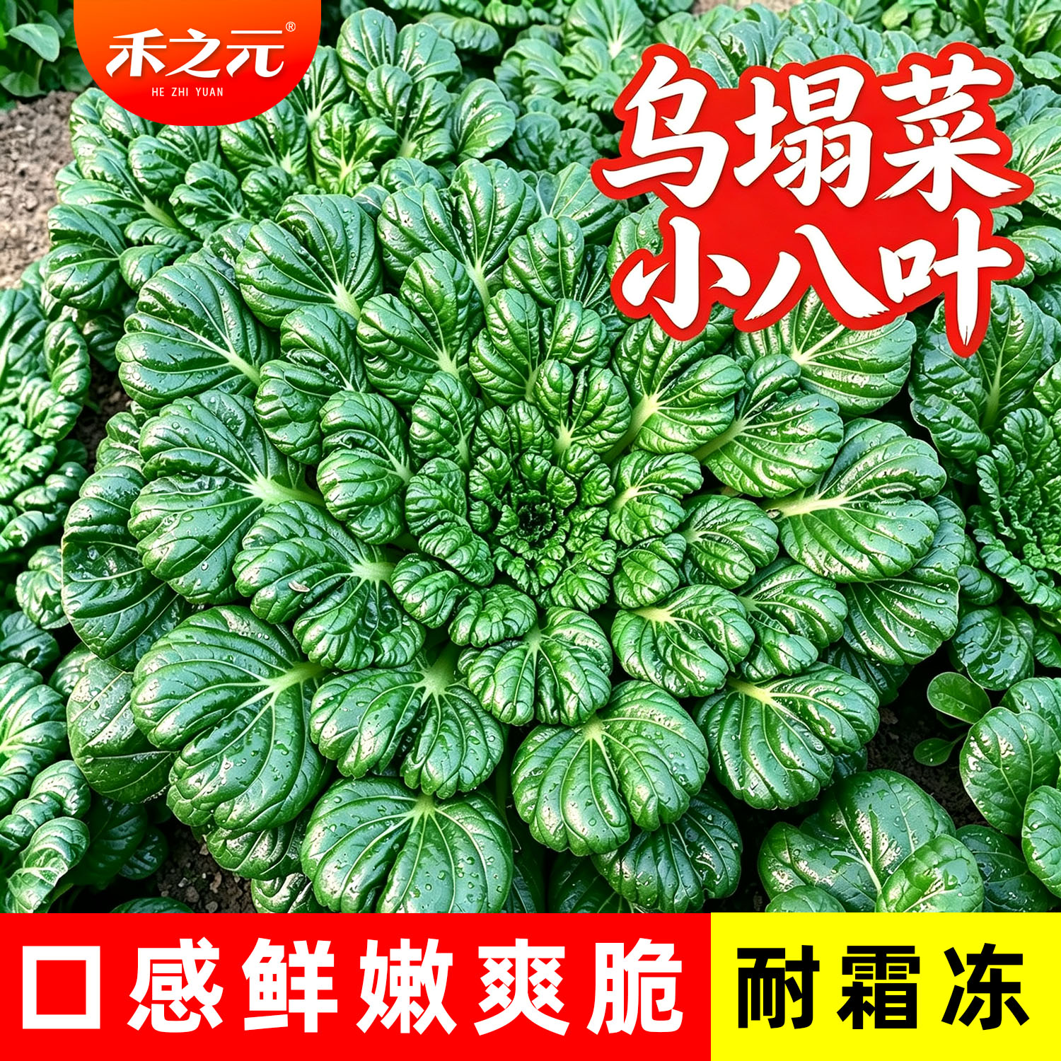 乌塌菜种子种籽白菜野菜黑青菜春秋冬季种孑四季农家黄心乌塔菜籽