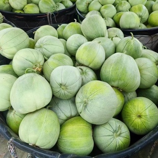 翡翠甜瓜种子超甜甜瓜种子春季 蔬菜种孑绿宝甜香瓜种籽先正达 四季