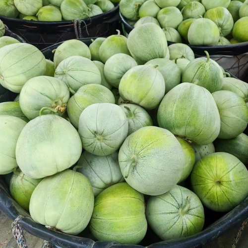 翡翠甜瓜种子薄皮超甜