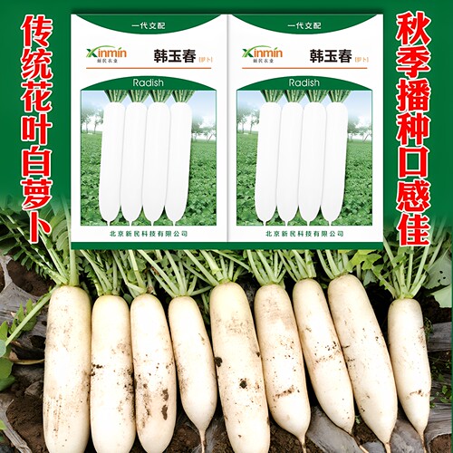 韩玉春白萝卜种子四季南方