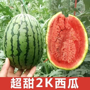 2k西瓜种子水果甜瓜红肉礼品小西瓜种籽瓜超甜度高春季夏禾之元孑