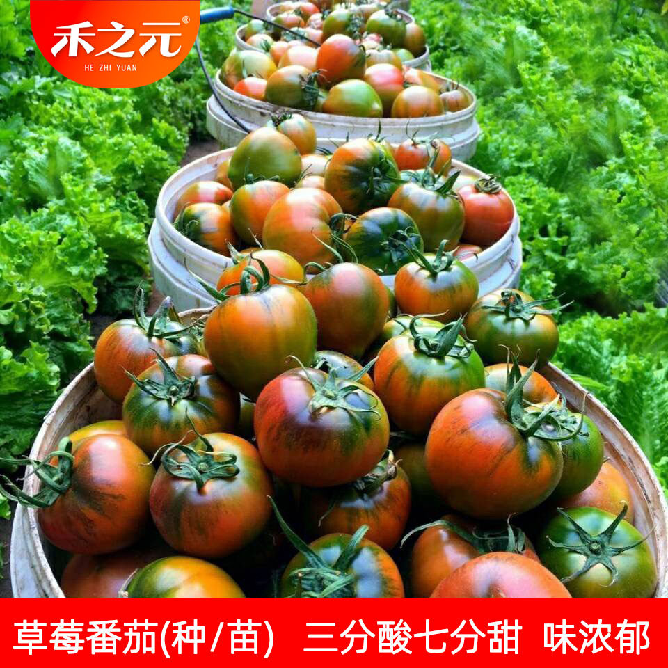 草莓番茄种子沙瓤爆汁粉果铁皮柿子绿腚水果番茄四季春蔬菜西红柿