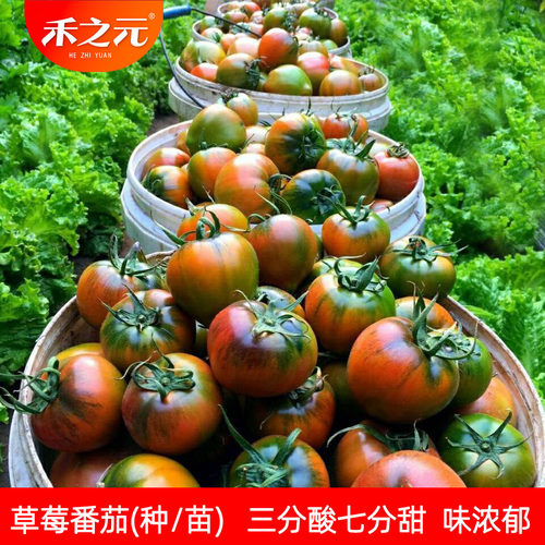 吉野1号草莓番茄种子沙瓤