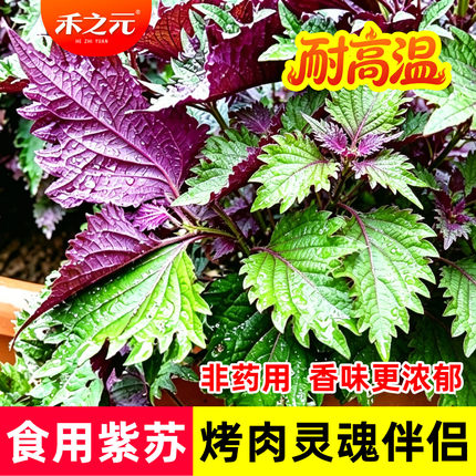 紫苏种子双色苏子大叶可食用种籽苗阳台盆栽种植四季春夏季蔬菜