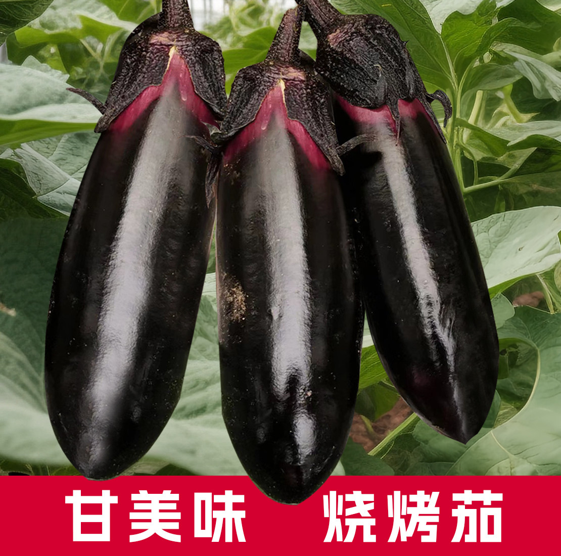 甘美味烧烤茄子种子黑茄子种孑春季四季蔬菜水果长茄菜种,鲜花速递/花卉仿真/绿植园艺,家庭园艺种子,淘宝优惠券,粉丝福利购,淘宝优惠卷