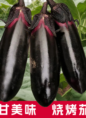 甘美味烧烤茄子种子黑茄子种孑春季四季蔬菜水果长茄菜种