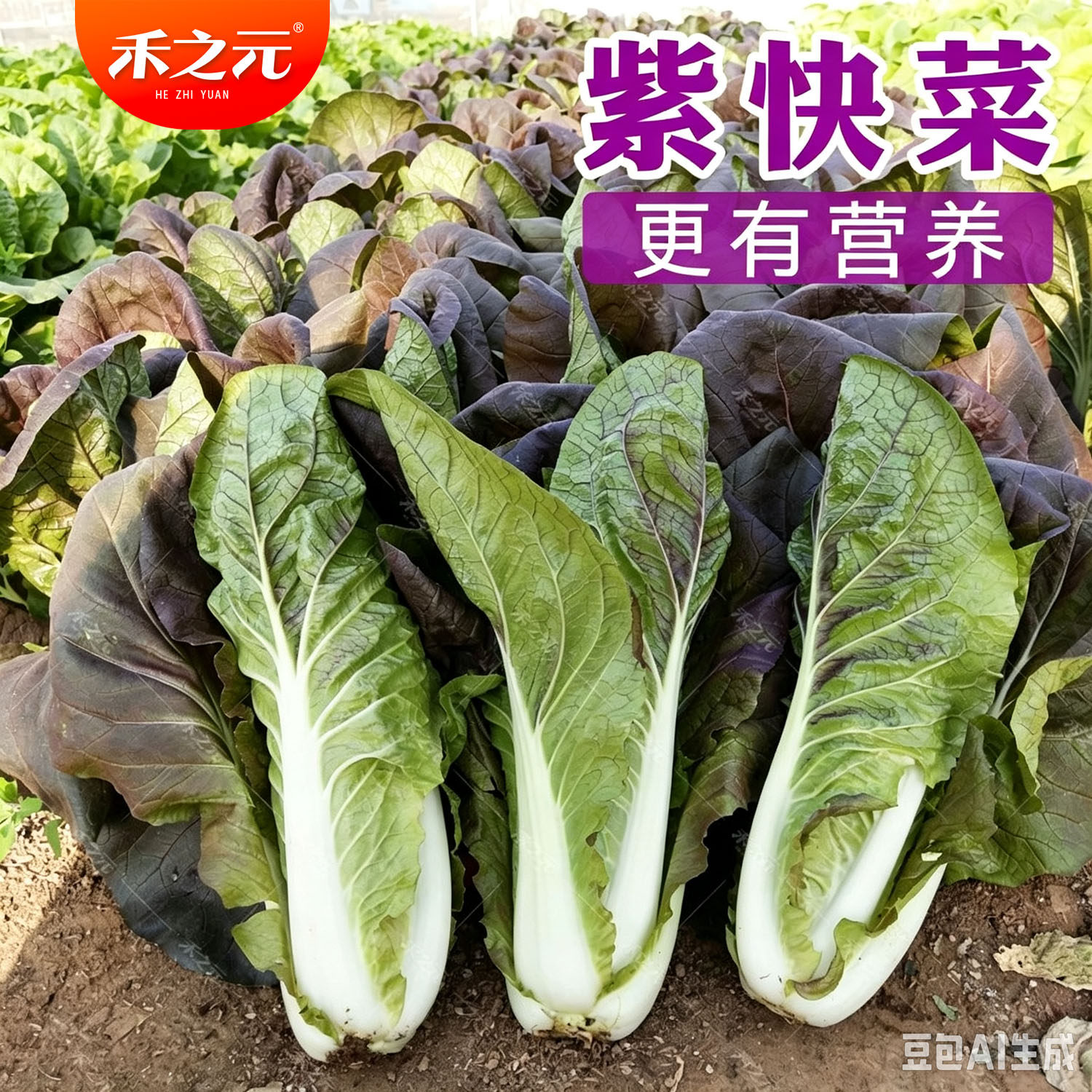 紫快菜种子四季春季夏秋冬季种植小白菜籽庭院盆栽禾之元蔬菜种孑