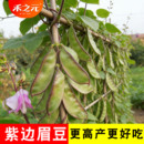 蔬菜春秋种籽菜青豆籽四季 紫扁豆种子 蔬菜 豆 四季 红扁豆 菜豆