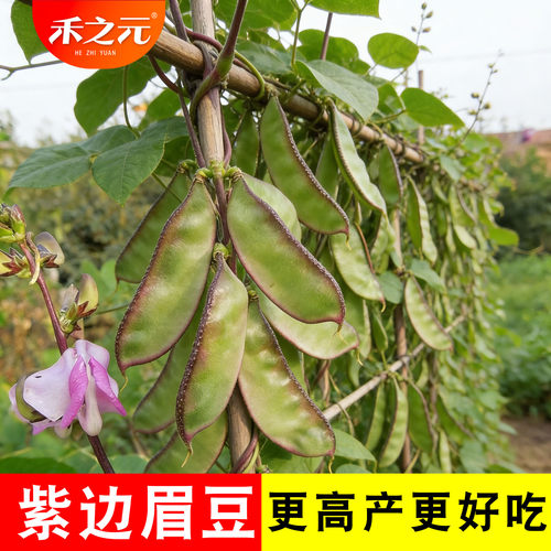 春夏播种传统老扁豆籽