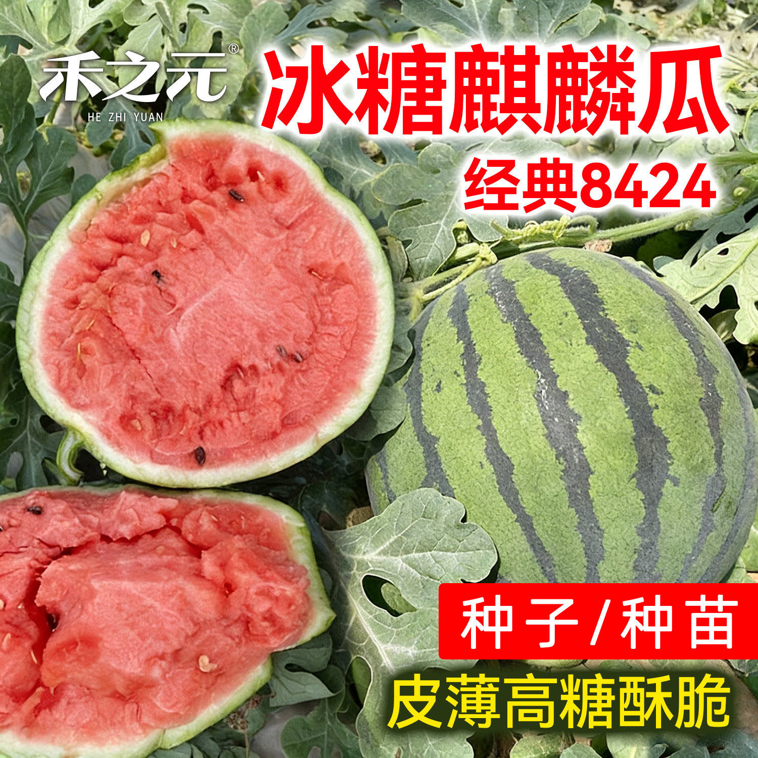 冰糖麒麟西瓜种子麒麟西瓜8424西瓜种籽四季春季美都西瓜苗秧苗