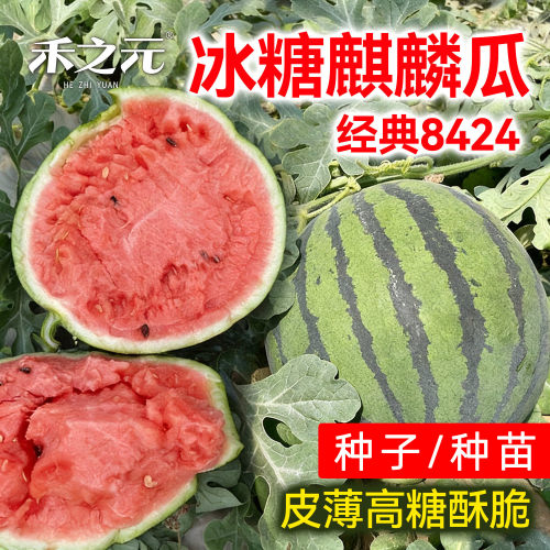 春季麒麟一号西瓜种子皮薄肉脆甜