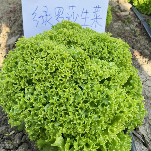 30天吃生菜沙拉种子四季盆栽