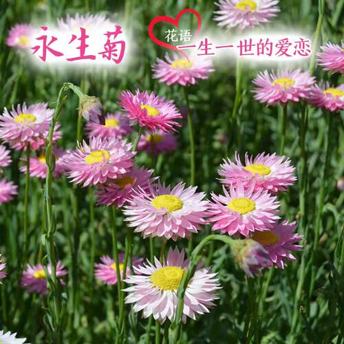 永生菊种子阳台园艺切花盆栽花