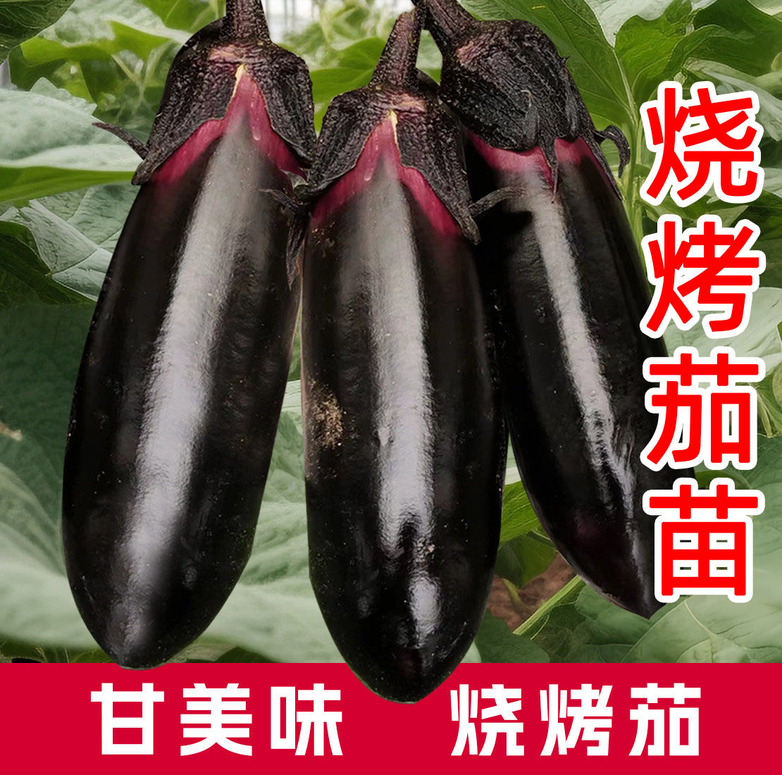 甘美味烧烤茄子种子黑茄子种孑春季四季蔬菜水果长茄菜种