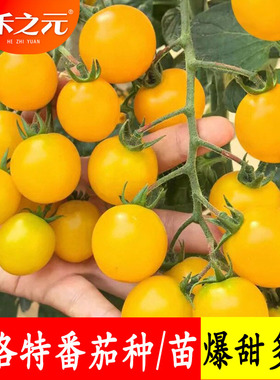 夏洛特番茄苗种子黄色樱桃番茄种籽黄色圣女果小柿子阳台盆栽秧苗