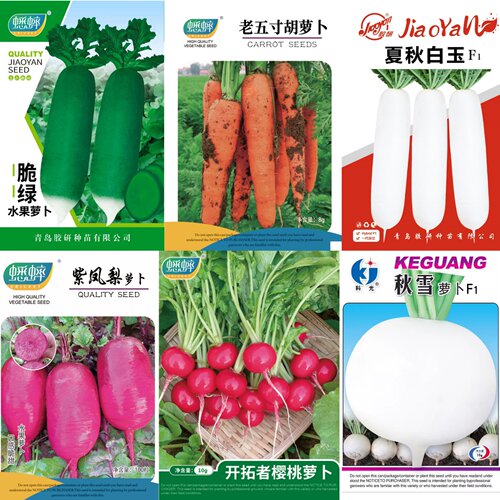 萝卜种籽大全甜脆水果萝卜籽