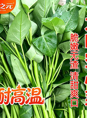 春夏季大叶空心菜种子三叉菜苗菜籽蔬菜种籽耐热农家阳台盆栽四季