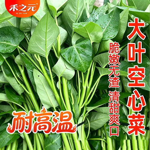 大叶空心菜种子四季菜籽