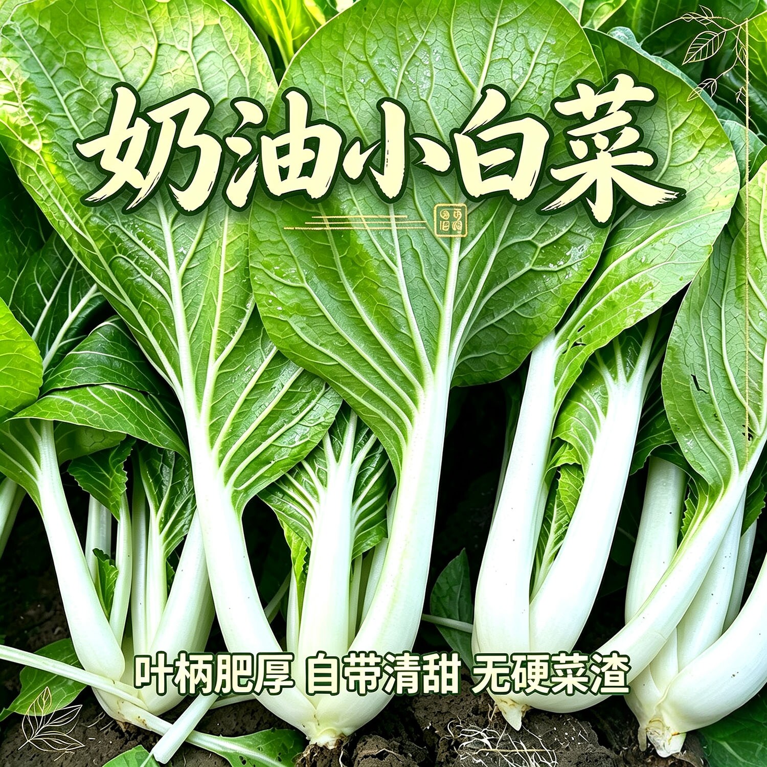 奶白一号小白菜种籽四季蔬菜籽秋天冬春季阳台农家小白菜籽四季子
