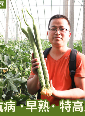 禾之元种业肉丝瓜种子丝瓜种籽苗赛佳丽高产四季春季四季蔬菜种孑