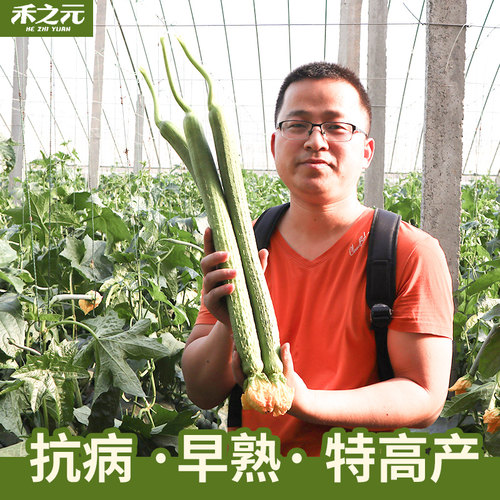 蔬菜禾之元寿光赛佳丽四季肉丝瓜