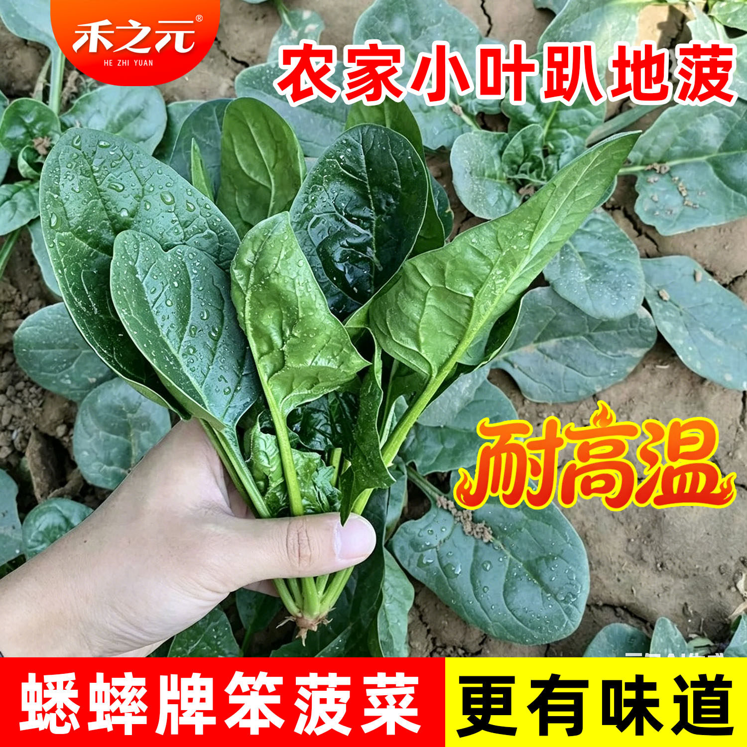 小叶菠菜种子四季波菜种籽大全秋季蔬菜种孑四季菠菜籽种盆栽农家