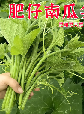 蟋蟀牌南瓜尖种子吃藤专用