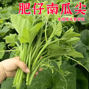 蟋蟀牌南瓜尖种子吃藤专用易种植高产南瓜苗菜籽四季盆栽蔬菜种孑