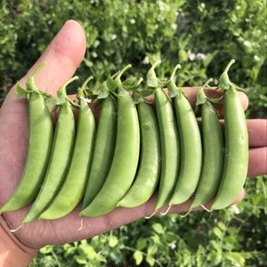 甜豌豆荚价格 甜豌豆荚图片 星期三