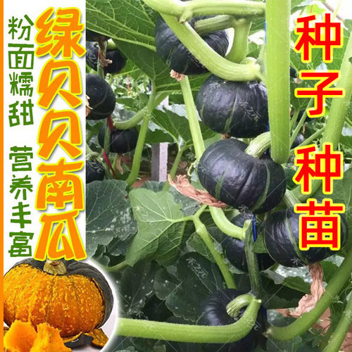 贝贝南瓜蔬菜种籽南瓜种子板栗