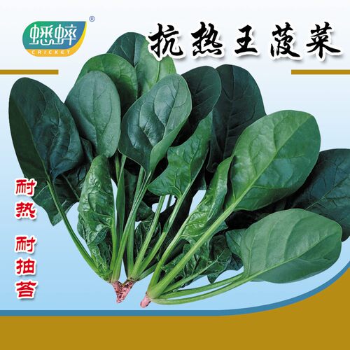 农家圆叶四季秋冬大全菠菜种子