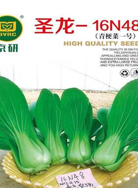 圣龙16N48上海青种子青梗菜一号四季青菜种籽高产耐热耐湿夏秋季