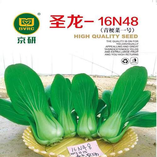 圣龙一号农科院耐湿夏秋季上海青