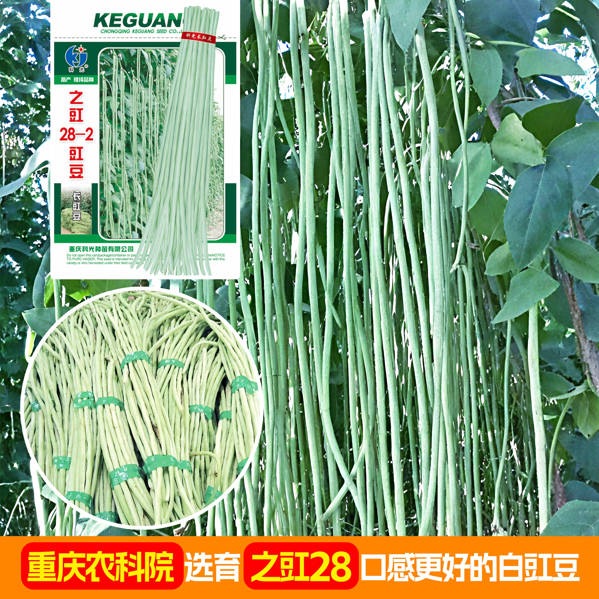 之豇28豇豆种子豆角种子四季豆种菜种籽豇豆蔬菜种孑禾之元农科院